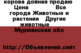 корова дойная продаю › Цена ­ 100 000 - Все города Животные и растения » Другие животные   . Мурманская обл.